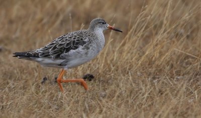 Ruff, (Philomachus pugnax)