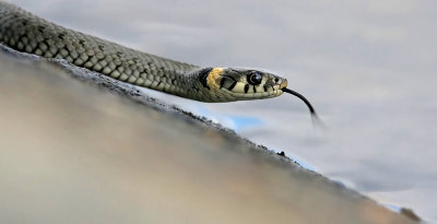 Grass Snake (Natrix natrix) Snok