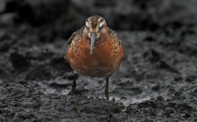 Curlew Sandpiper, (Calidris ferruginea)