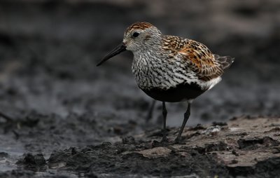 Dunlin, (Calidris alpina)