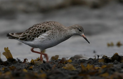 Ruff, (Philomachus pugnax)