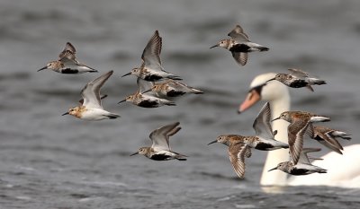 Dunlin and Sanderling