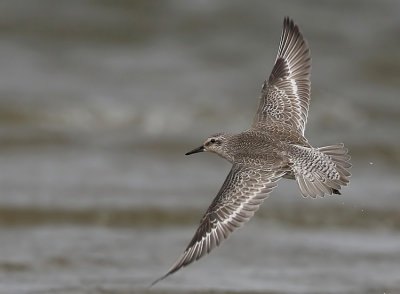 Red Knot, (Calidris canutus)