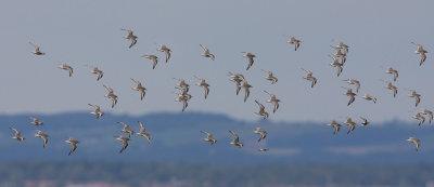 Red Knot, (Calidris canutus)