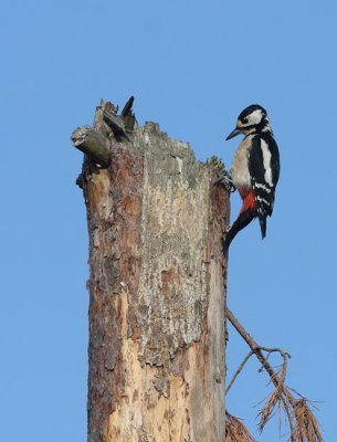 Great Spotted Woodpecker (Strre hackspett)