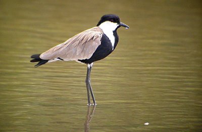 Spur-winged Lapwing (Sporrvipa)