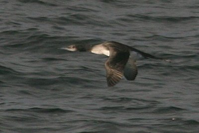 Red-throated Loon (Smlom)