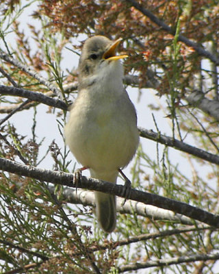 Eastern Olivaceous Warbler (Eksångare)
