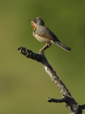 Subalpine Warbler (Rdstrupig sngare)