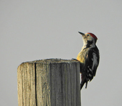Middle Spotted Woodpecker (Mellanspett)