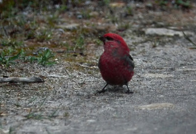 Pine Grosbeak (Tallbit)