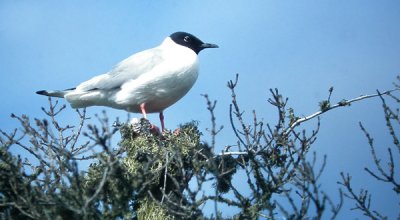 Bonaparte's Gull
