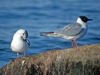 Bonaparte's Gull (Trädmås)
