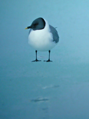 Sabine's Gull (Larus sabini)