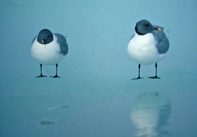 Sabine's Gull (Larus sabini)