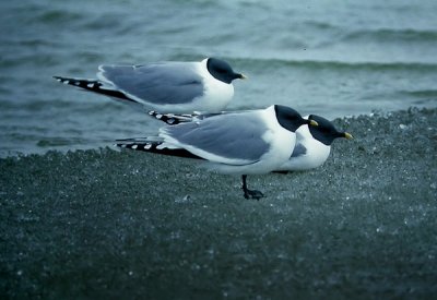 Sabine's Gull - Gallery