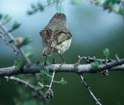 Ruby-crowned Kinglet (Rdkronad kungsfgel)