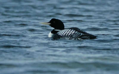 Yellow-billed Loon
