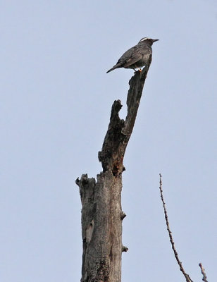 Siberian Thrush (Sibirisk trast)