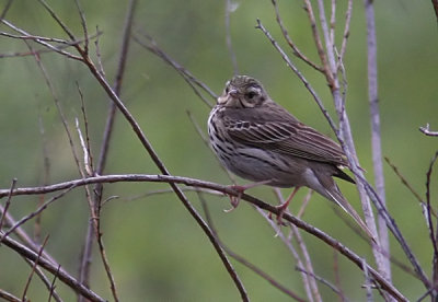 Olive-backed Pipit (Sibirisk piplrka)