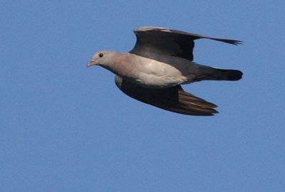 Stock Dove (Skogsduva)