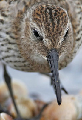 Dunlin (Calidris alpina)