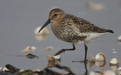 Dunlin (Calidris alpina)