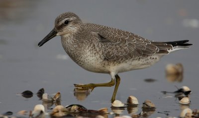 Red Knot, (Calidris canutus)