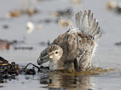 Red Knot, (Calidris canutus)