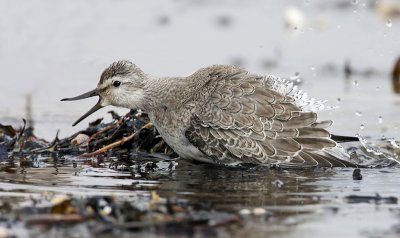 Red Knot, (Calidris canutus)