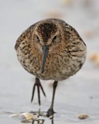 Dunlin (Calidris alpina)