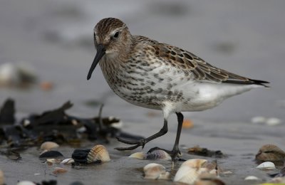 Dunlin (Calidris alpina)