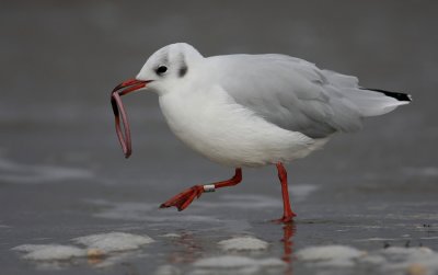 Black-headed Gull (Larus ridibundus), Skrattms