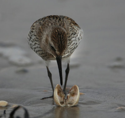 Dunlin (Calidris alpina)