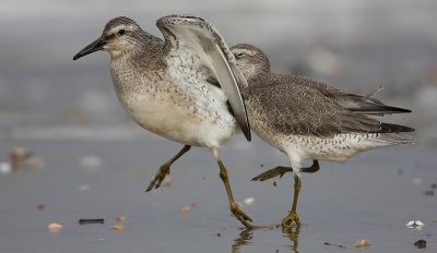 Red Knot, (Calidris canutus)