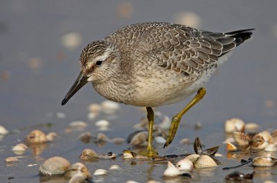 Red Knot, (Calidris canutus)