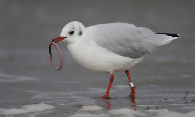 Black-headed Gull (Larus ridibundus), Skrattms