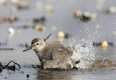 Red Knot, (Calidris canutus)