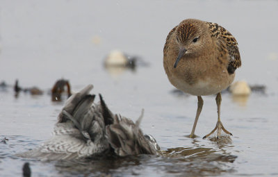 Ruff (Philomachus pugnax), Brushane