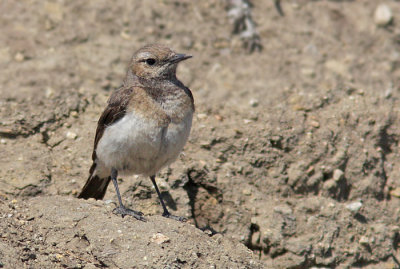 Pied Wheater (Oenanthe pieschanka), Nunnestenskvtta