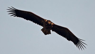 White-Tailed Eagle (Haliaeetus albicilla), Havsörn)