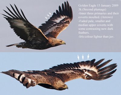 Golden Eagle (Aquila crysaetos) Age 3K, Kungsörn.