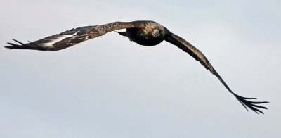Golden Eagle (Aquila crysaetos), Kungsrn