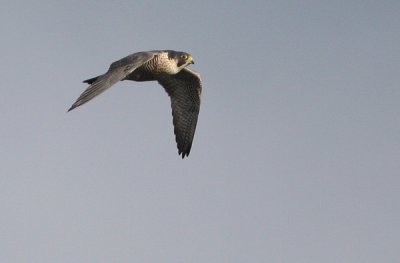 Peregrine Falcon (Falco peregrinus), Pilgrimsfalk