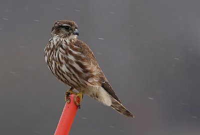 Merlin (Falco columbarius), Stenfalk