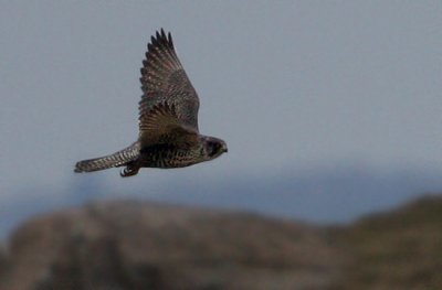 Gyrfalcon (Falco rusticolus), Jaktfalk