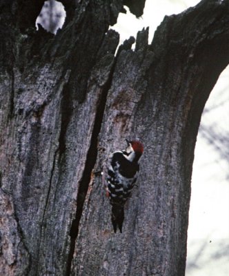 White-backed Woodpecker (Dendrocopos leucotos), Vitryggig hackspett