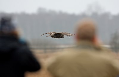 Great Grey Owl (Strix Nebulosa), Lappuggla
