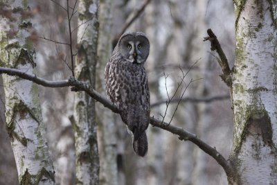 Great Grey Owl (Strix Nebulosa), Lappuggla