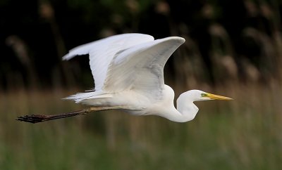 Great Egret (Ägretthäger)